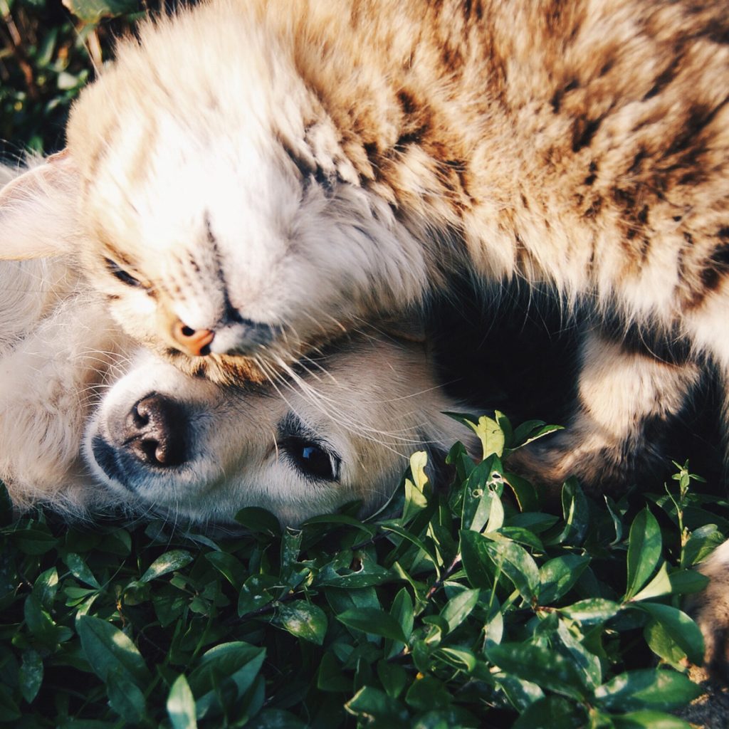 katze-hund-praxis-quadrat